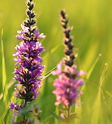 Billede af blomster og græs