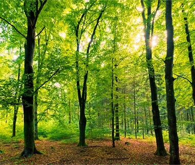 Billede af en skov